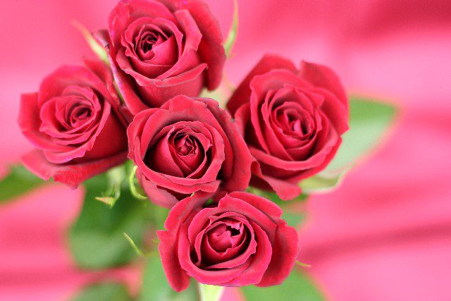色や本数によって違う薔薇の花言葉 ローズメイブログ
