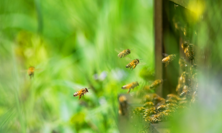 初夏のミツバチ～新女王蜂が誕生し「巣別れ」の時期～