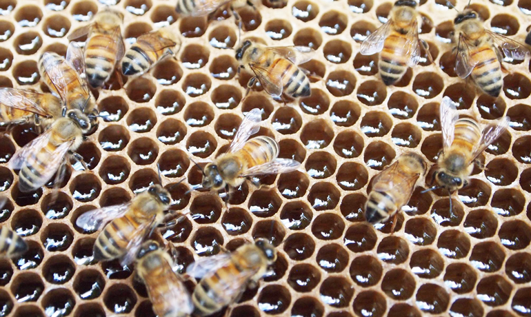 ミツバチの種類「ニホンミツバチ」