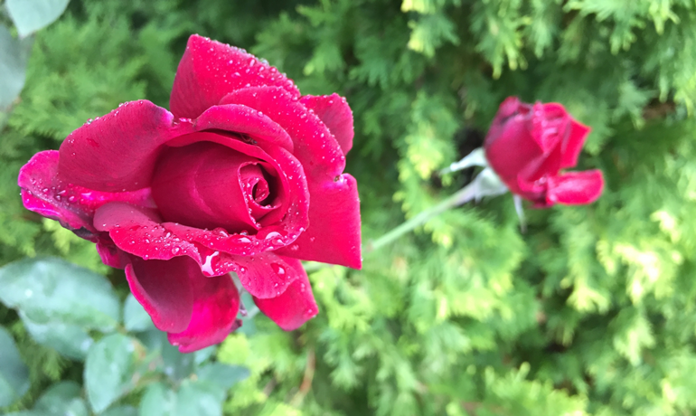 エレガントさ漂う「剣弁」咲きの薔薇