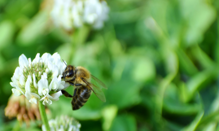 日本で飼育されているミツバチは2種類のみ！？
