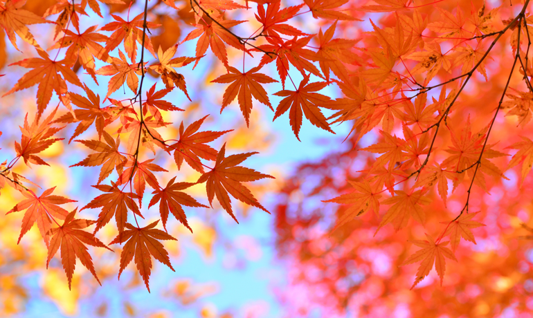 秋田県の紅葉ランキング２０１８ ローズメイブログ