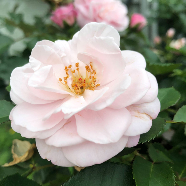 優しいピンク色の薔薇 エンジェルハート ローズメイブログ