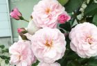 薔薇の花びらをキレイに保存する方法