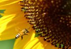 世界のハチミツ～ハンガリーのアカシヤ蜂蜜～