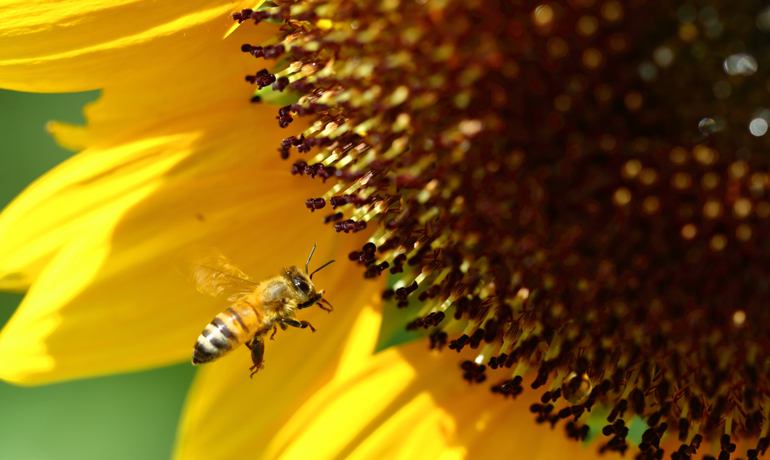 暑さを乗り切るミツバチたちの驚きの知恵！