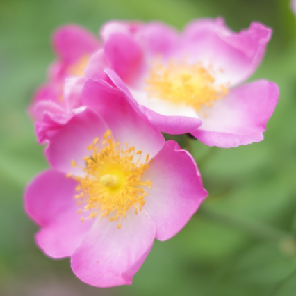 薔薇の花びらをキレイに保存する方法 ローズメイブログ