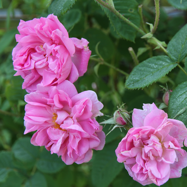 薔薇の花びらをキレイに保存する方法 ローズメイブログ